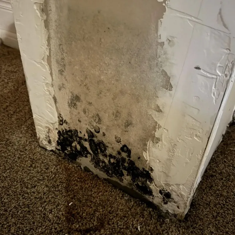 Professional Mold Removal in Holly Springs, GA